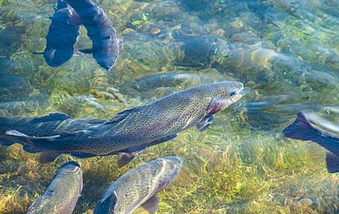 开云官网切尔西赞助商(2025已更新(最新/官方/入口)